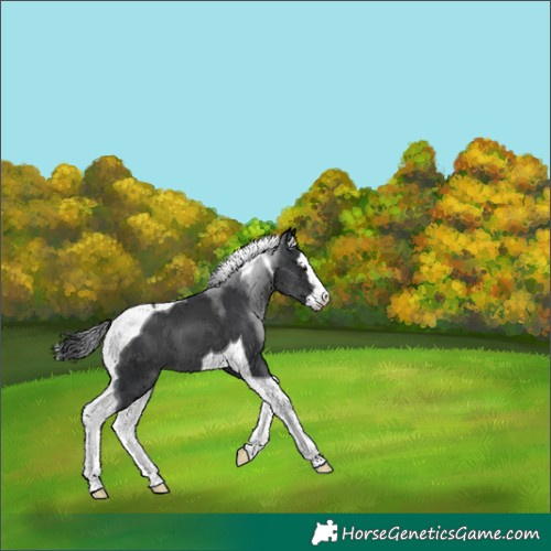 Horse Color:Black Sabino Splash Tobiano 