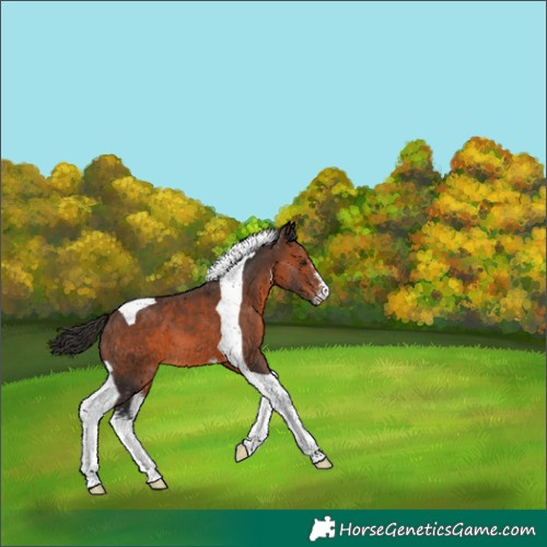 Horse Color:Brown Sabino Tobiano 