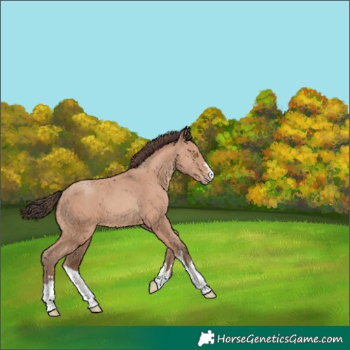 Horse Color:Amber Champagne 