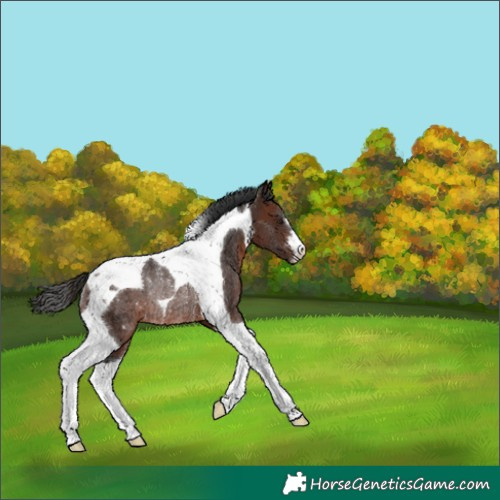 Horse Color:Brown Tobiano Rabicano 