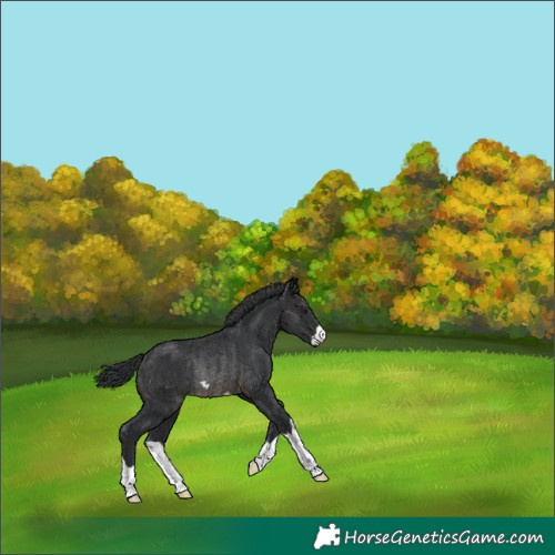 Horse Color:Brown Rabicano 