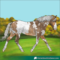 Horse Color:White Spotted Silver Buckskin Rabicano