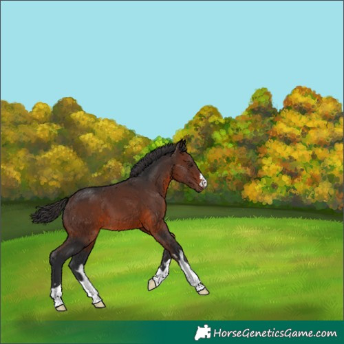 Horse Color:Brown 