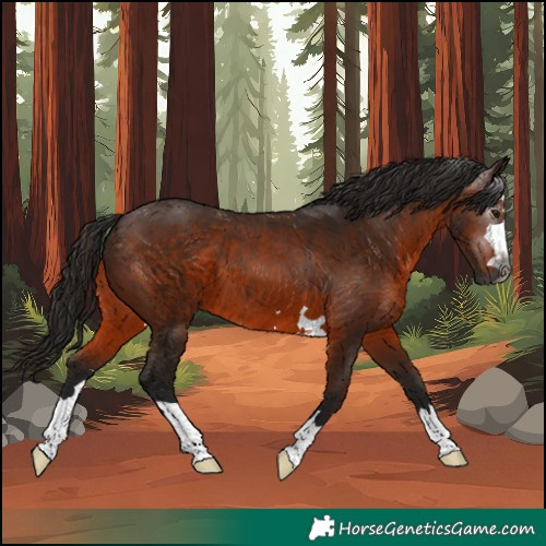 Horse Color:Gray Bay 