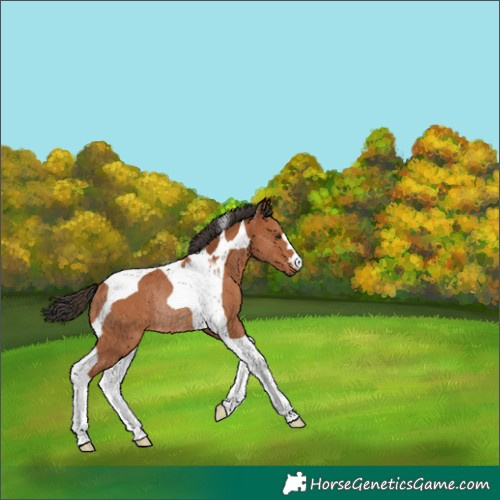 Horse Color:Bay Tobiano Rabicano 