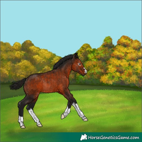 Horse Color:Gray Bay Rabicano 