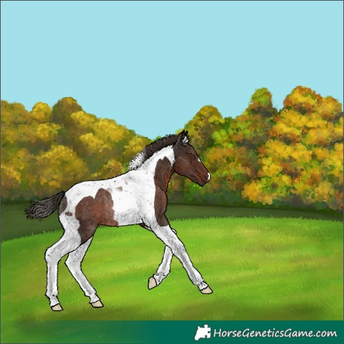 Horse Color:Liver Chestnut Tobiano Rabicano