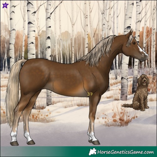 Horse Color:Chocolate Palomino 