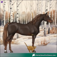 Horse Color:Liver Chestnut Rabicano 