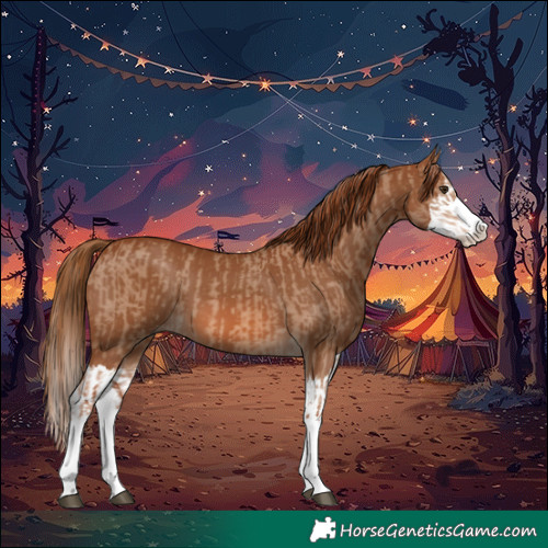 Horse Color:Red Dun Splash  and Chestnut Splash 