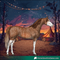 Horse Color:Red Dun Splash  and Chestnut Splash 