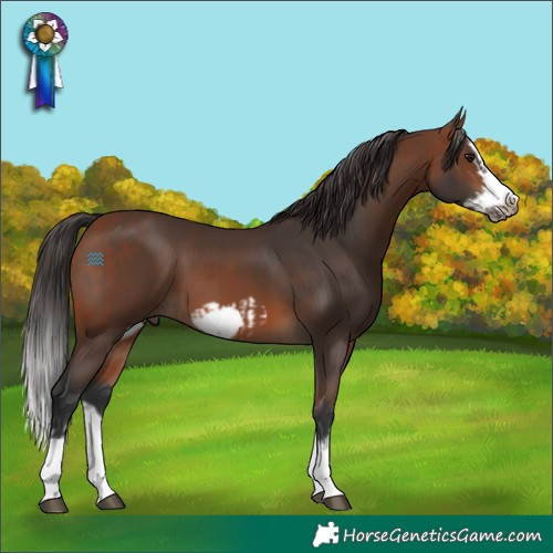 Horse Color:Bay Splash Frame and Brown Splash Frame