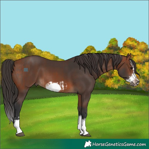 Horse Color:Bay Splash Frame and Brown Splash Frame