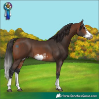 Horse Color:Bay Splash Frame  and Brown Splash Frame 