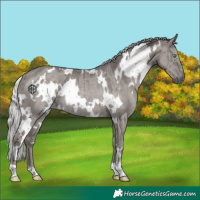 Horse Color:Platinum White Spotted Silver Smoky Grullo Rabicano Brindle 