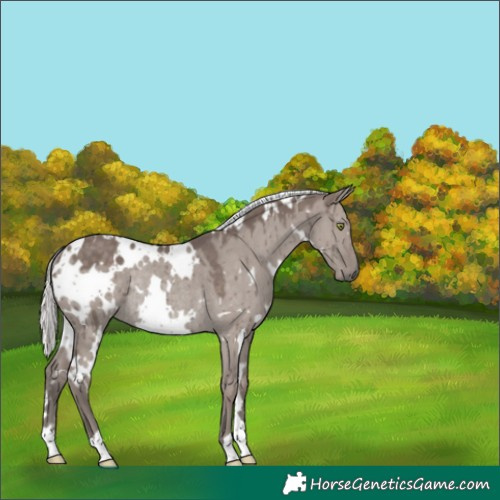 Horse Color:Unknown 
