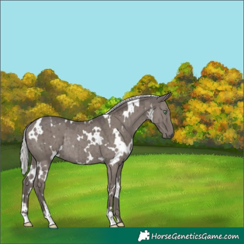 Horse Color:Platinum White Spotted Silver Smoky Grullo Rabicano Brindle 
