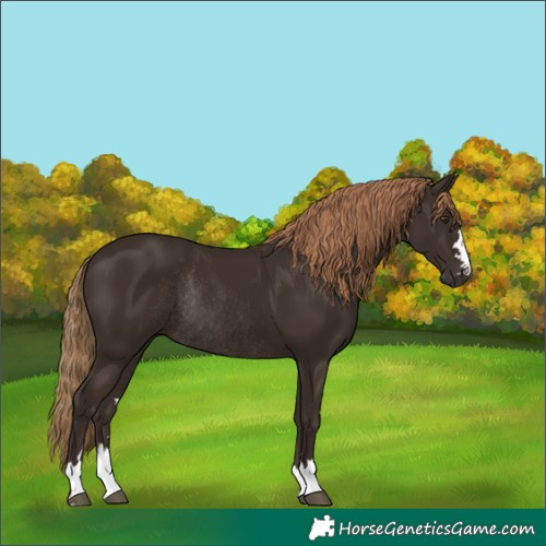 Horse Color:Liver Chestnut Rabicano