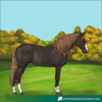Horse Color:Liver Chestnut Rabicano 