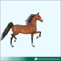 Horse Color:Bay 