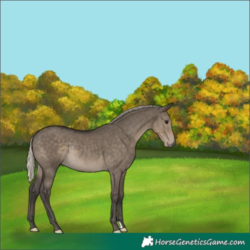 Horse Color:Silver Smoky Grullo Rabicano 