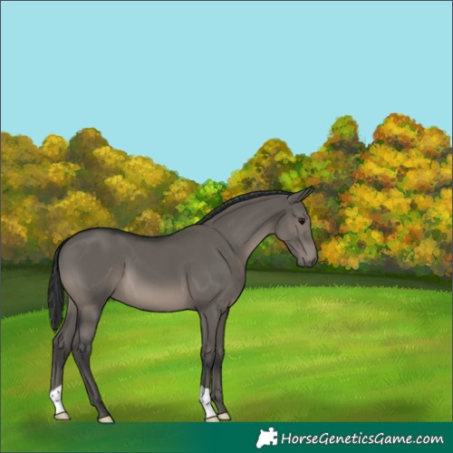 Horse Color:Grullo 