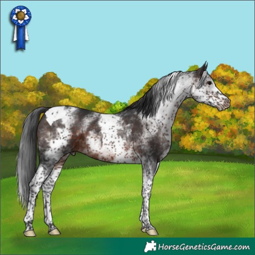 Horse Color:White Spotted Brown Tobiano 