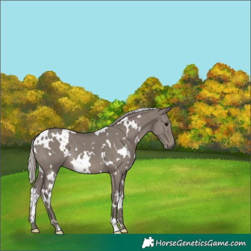 Horse Color:White Spotted Silver Grullo 