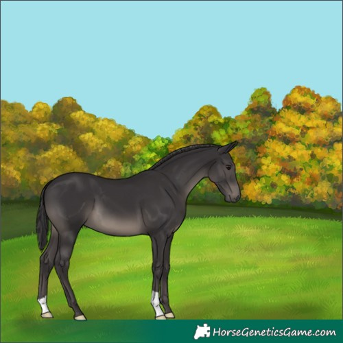 Horse Color:Smoky Black 