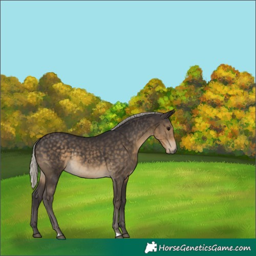 Horse Color:Unknown 