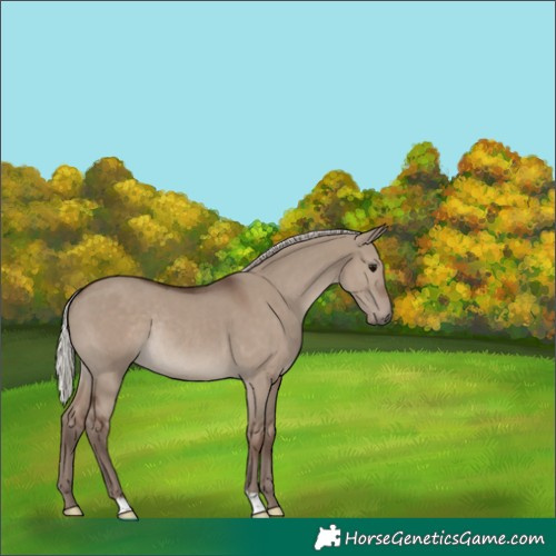 Horse Color:Unknown 