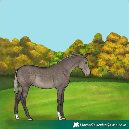 Horse Color:Unknown 