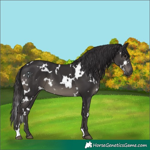 Horse Color:White Spotted Smoky Black 