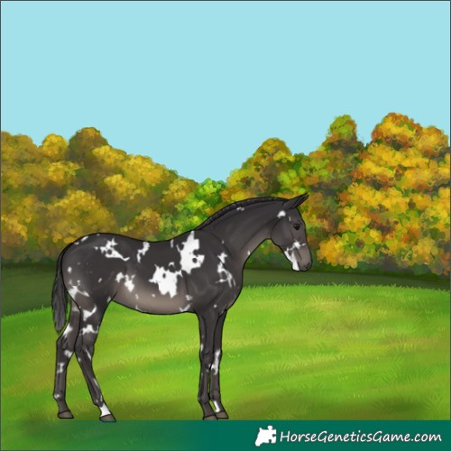 Horse Color:White Spotted Smoky Black 