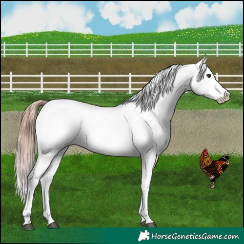 Horse Color:Liver Red Dun Snowcap 