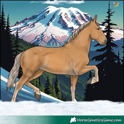 Horse Color:Palomino 