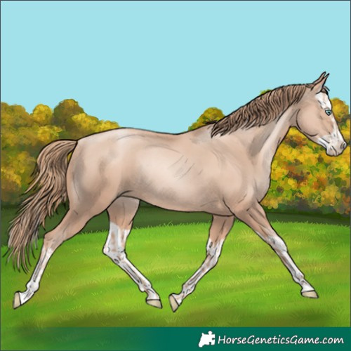 Horse Color:Gold Champagne Pearl Rabicano  and Gold Champagne Pearl Splash Rabicano 