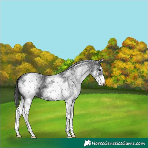 Horse Color:White Spotted Black 