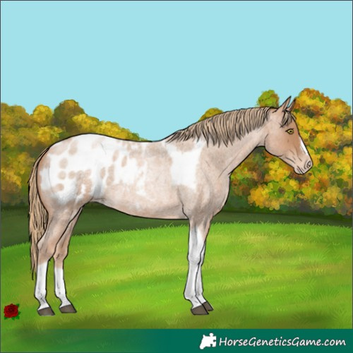 Horse Color:Red Roan Pearl Tobiano Frame Appaloosa 