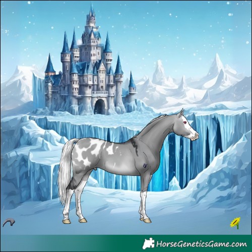 Horse Color:Silver Brown Chinchilla Dun Splash Appaloosa 