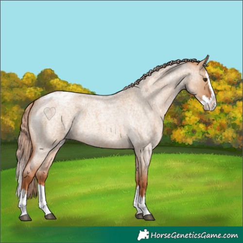 Horse Color:Red Dun Roan Splash Appaloosa