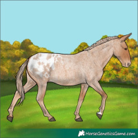 Horse Color:Red Roan Blanket