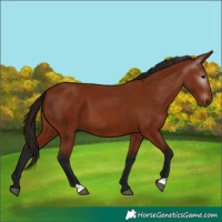 Horse Color:Gray Bay 