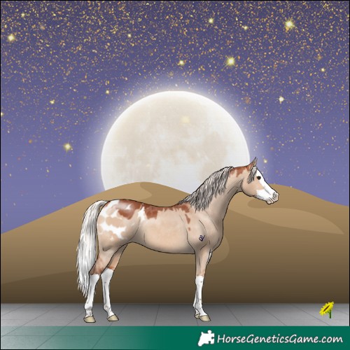 Horse Color:Chocolate Silver Brown Dun Splash Appaloosa 