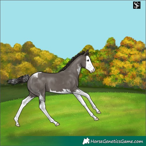 Horse Color:Smoky Grullo Sabino Splash Appaloosa 