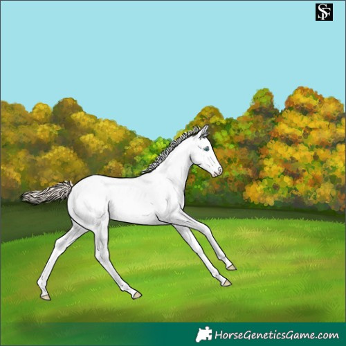 Horse Color:Smoky Creme Dun Sabino Blanket 