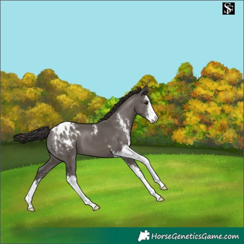 Horse Color:Smoky Grullo Sabino Appaloosa 