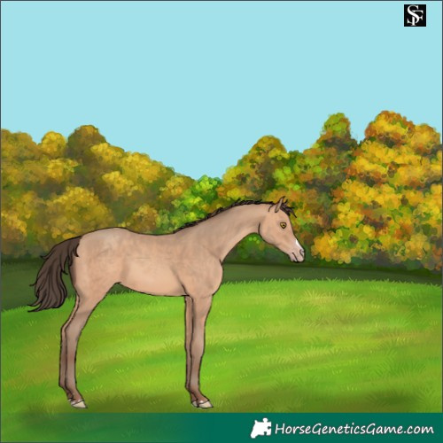 Horse Color:Amber Champagne 