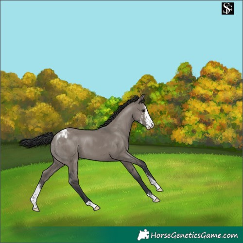 Horse Color:Grullo Sabino Appaloosa