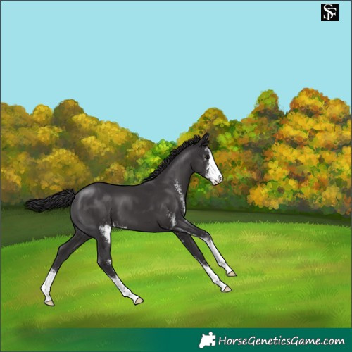 Horse Color:Smoky Black Sabino 